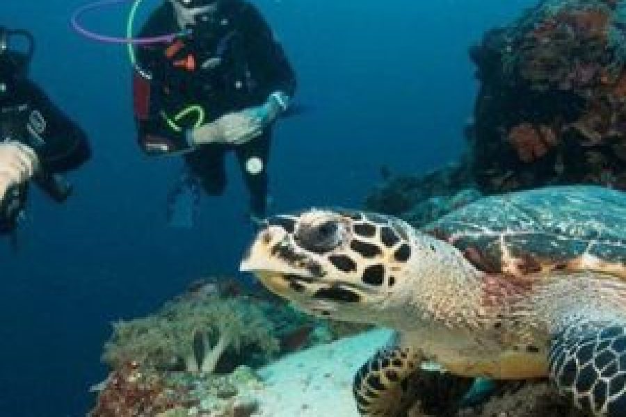 Scuba Diving Courses (Licensed PADI 12m/18m)