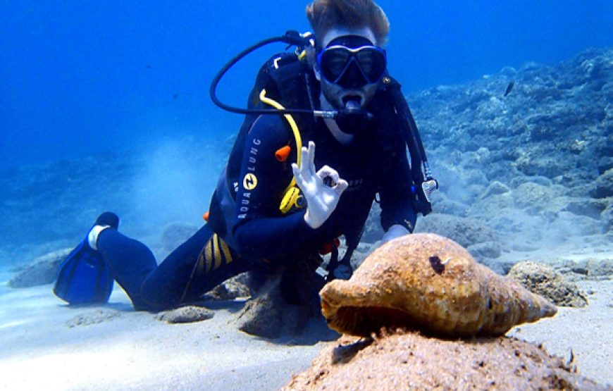 Scuba Diving Courses (Licensed PADI 12m/18m)