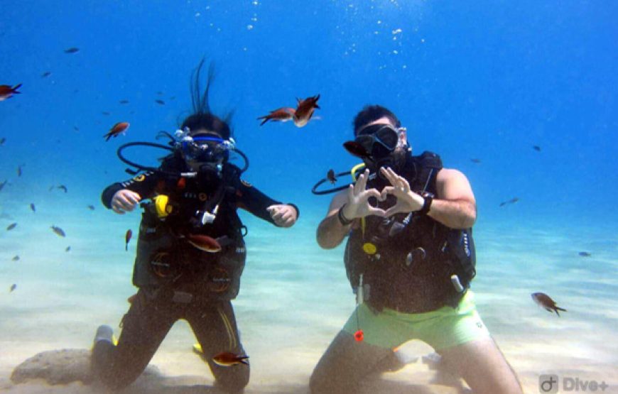 Scuba Diving Courses (Licensed PADI 12m/18m)
